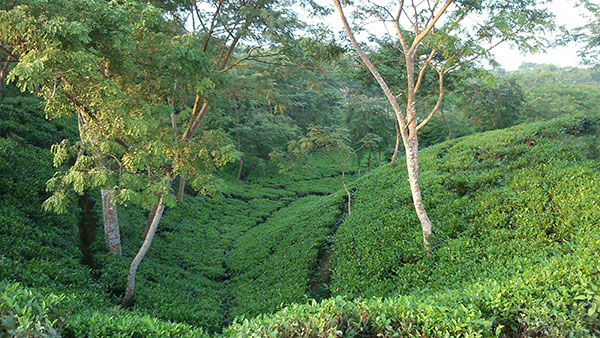 Rangunia Kodala Tea Garden Chittagong Tourist Places Or Spot In Bangladesh Places To Visit