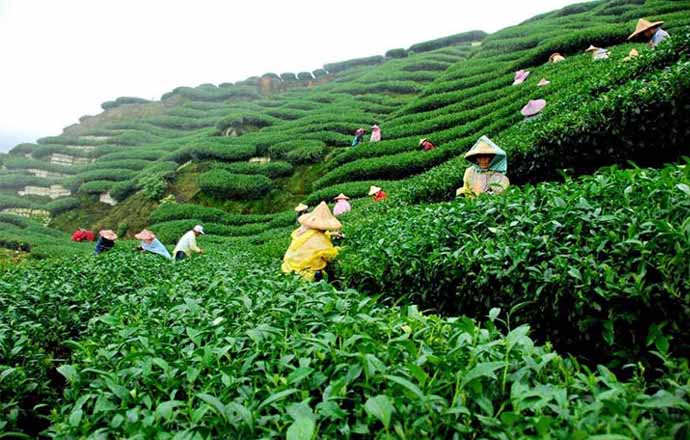 Chandpur Belgaum Tea Garden Chittagong Tourist Places or Spot