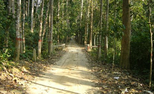 Lawachara National Park one of the tourist spot of moulvibazar