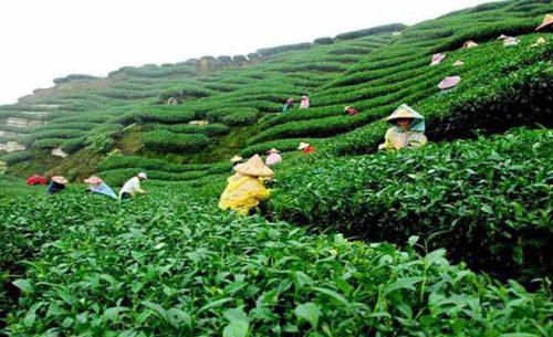 Malonichora tea garden best tourist place in sylhet