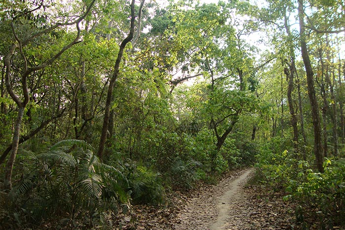 Madhupur National Park 1